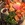 Sunday Roast Mixed Meat Platter